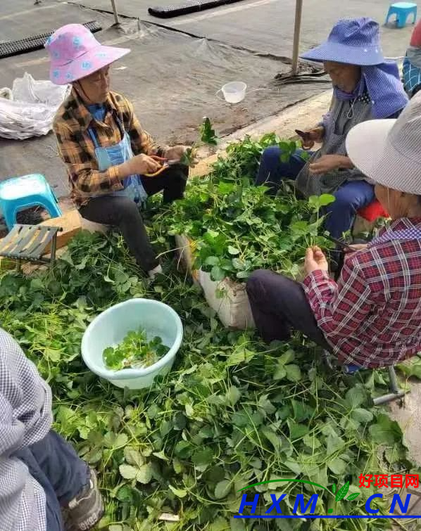 草莓用种子怎么育苗：教你草莓育苗种植啰！