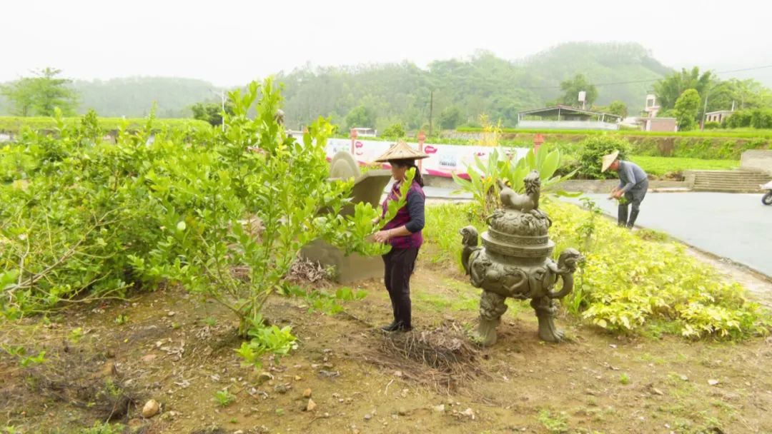 乡村振兴丨长泰：中草药种植 打造致富金“药”匙