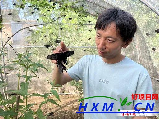 小伙返乡创业养蝴蝶 蝴蝶人工养殖能不能挣钱？