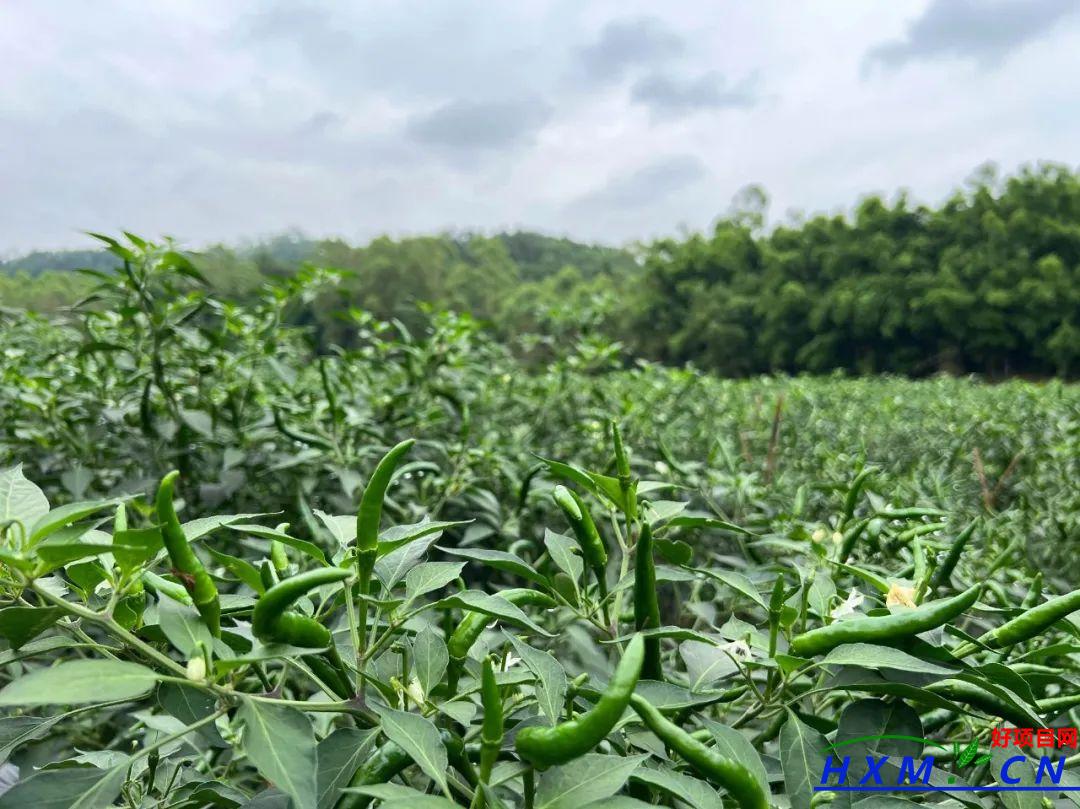 乡村振兴产业项目：种植辣椒破解土地撂荒