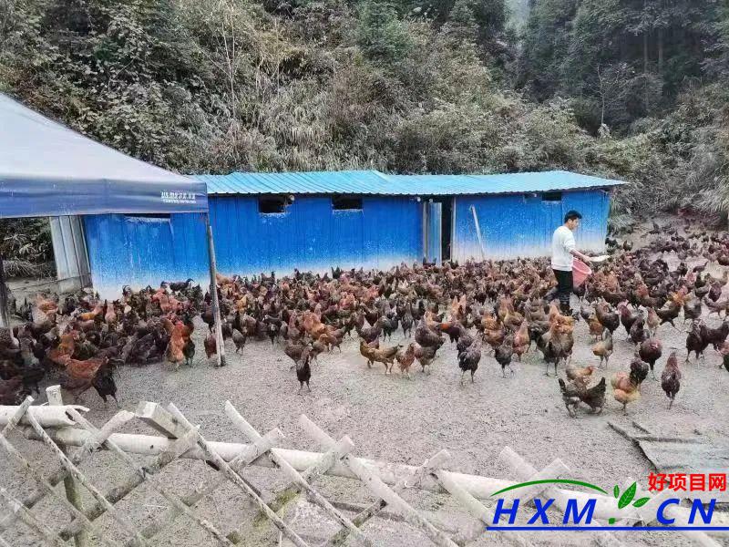 返乡发展林下“致富鸡”  带领群众发展林下养鸡产业