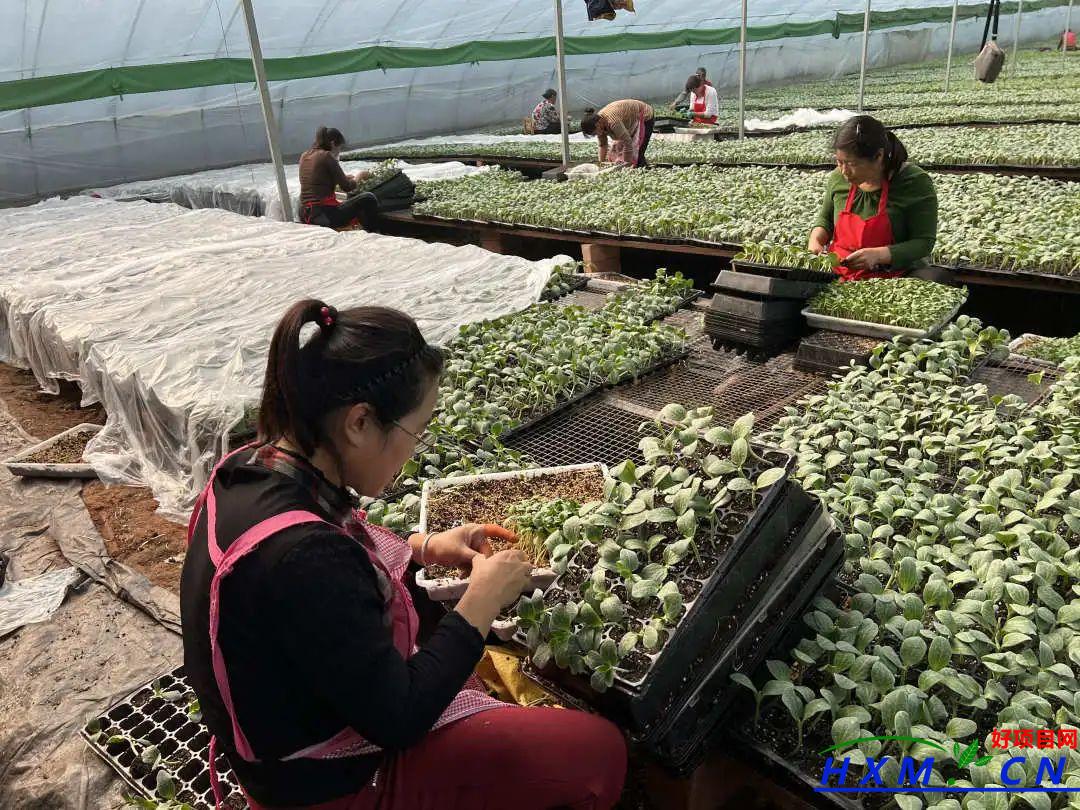 蔬菜嫁接育苗 铺就产业致富路