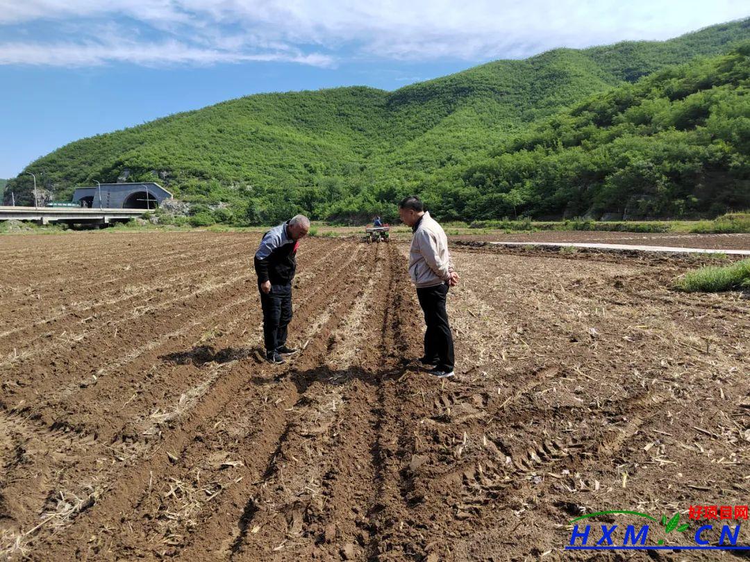 种植甜糯玉米增加农民收入 