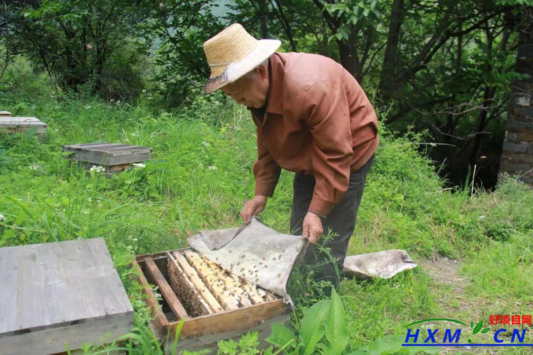 养蜂技术：饲喂对于蜜蜂养殖重要性、制造糖浆方法及饲喂器的详述