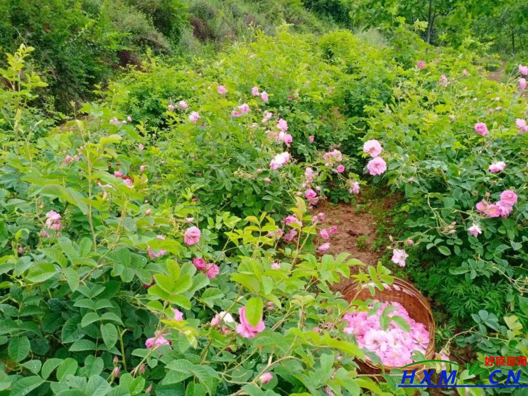 兴化乡：种植玫瑰花变成了“致富花”