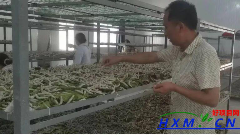 岩房坝村：蚕桑产业迎丰收，带领群众发展致富