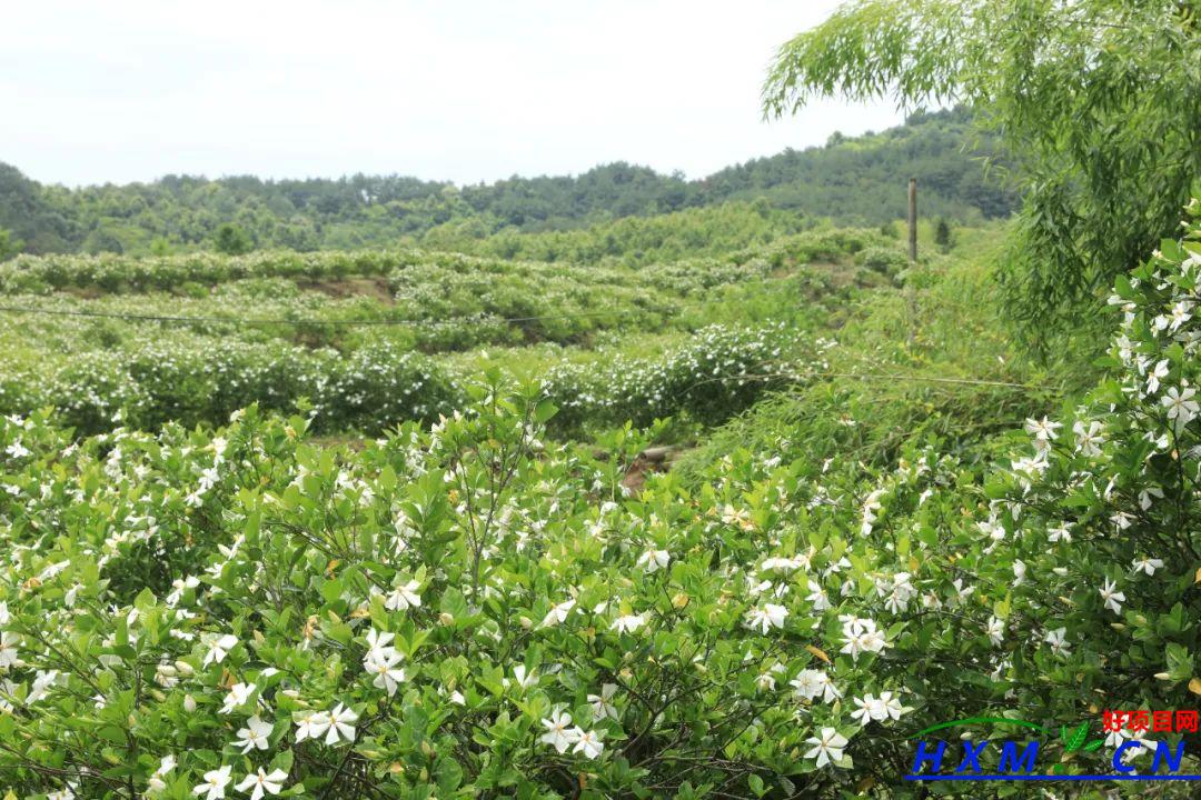 栀子花开沁人心 乡村振兴共致富