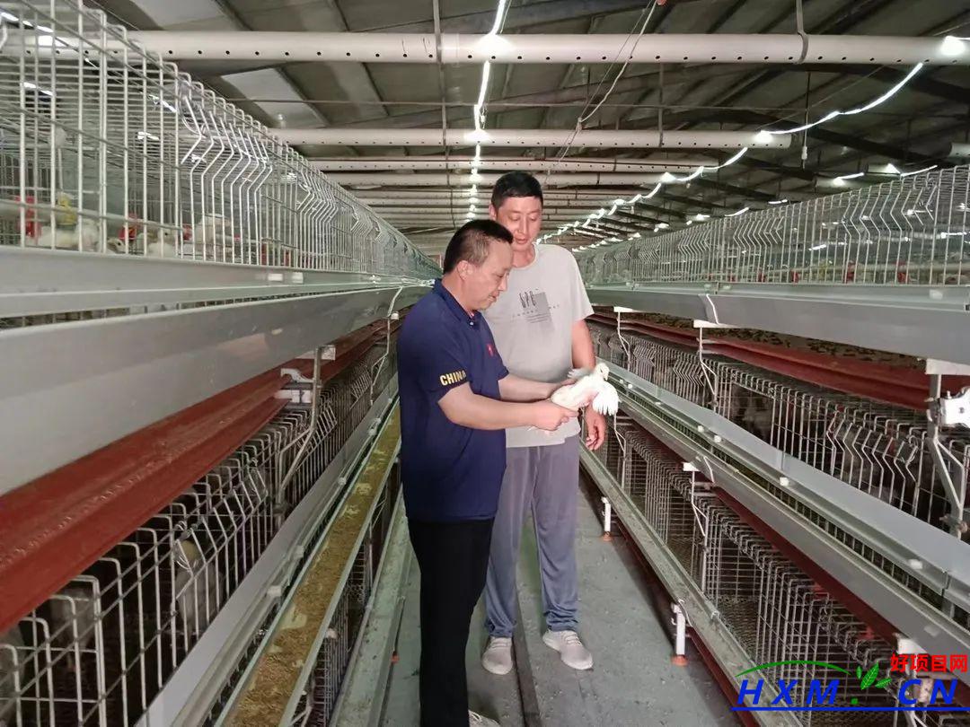 肉鸡养殖：从圈养散养到“钢架大棚”