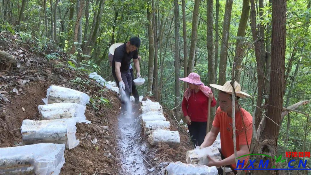 平远：林下种植灵芝 绿色大山变“金山”