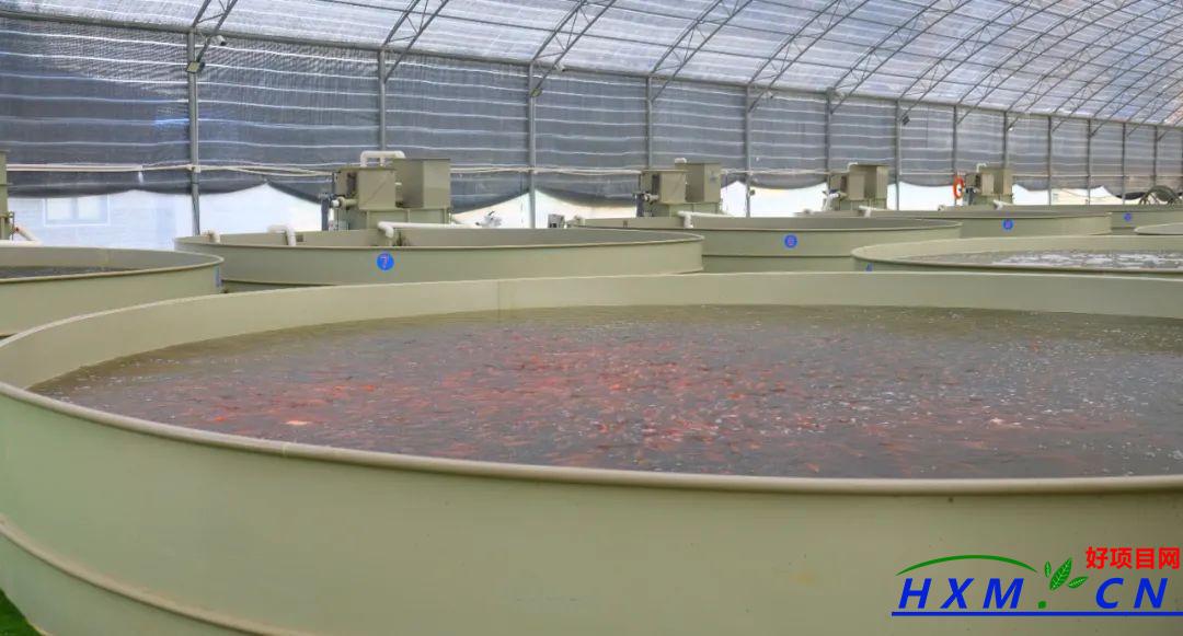 工厂化养殖大口黑鲈，符合水产行业发展趋势！
