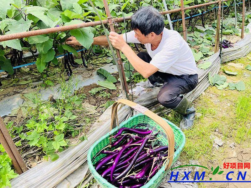 黎阳镇新江村：茄子丰收农民乐，种出致富好“钱”景