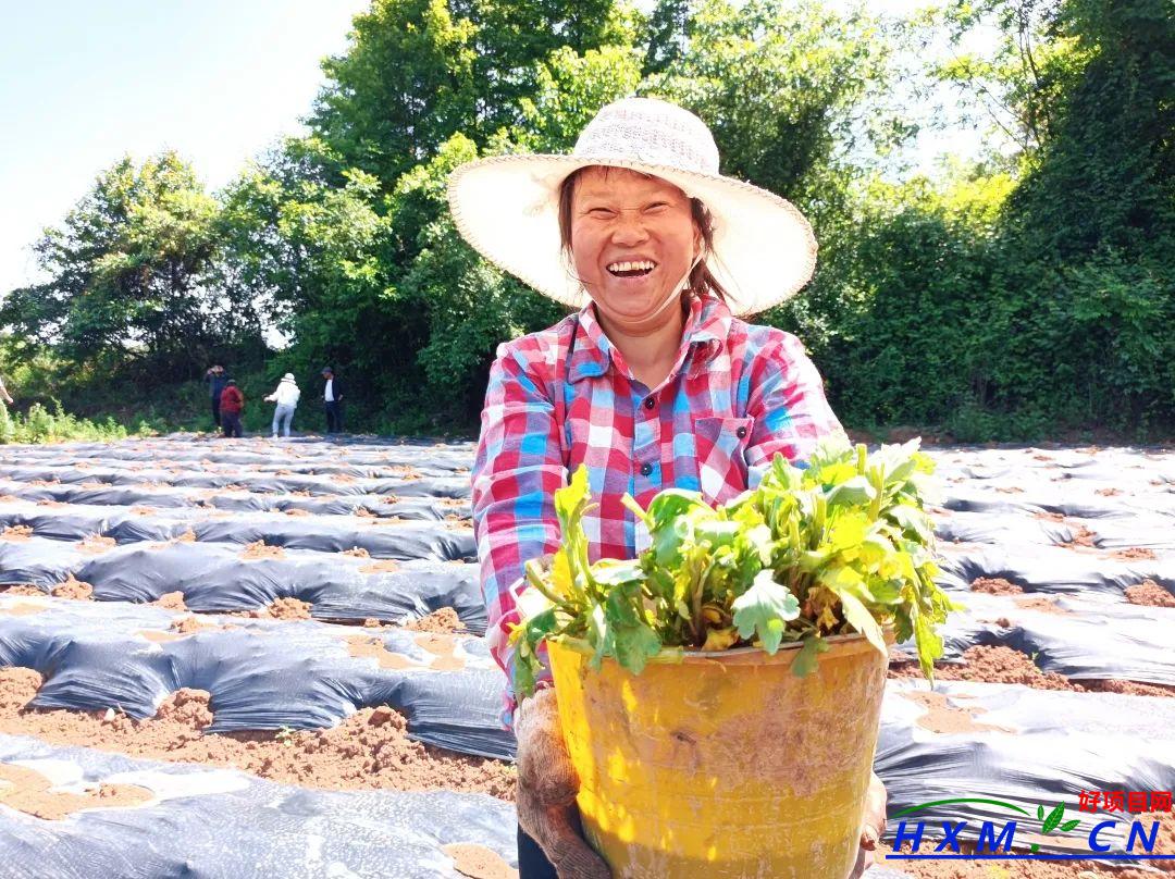 引进金丝皇菊 种下致富“希望花”