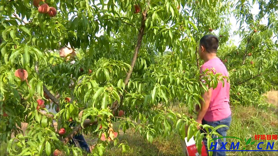 种植红桃种出乡村致富梦