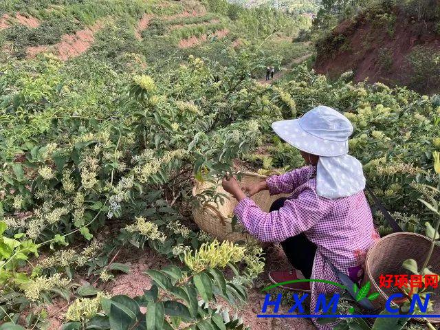 栽种金银花成为群众的致富花