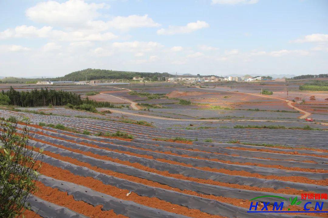 田间条条致富路，跑出乡村振兴加速度