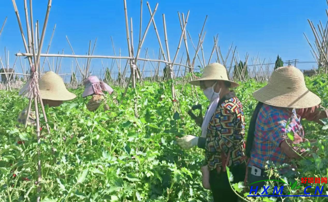 范家寨镇双冢村：圣女果成为群众致富好产业