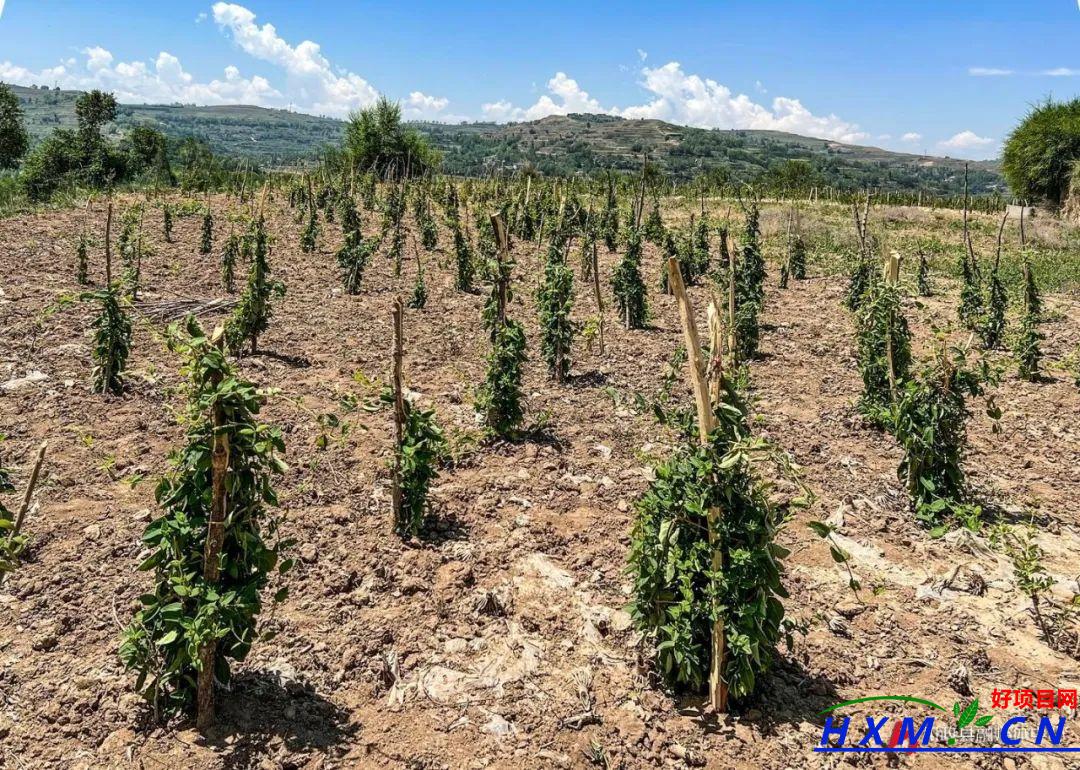 小小金银花 铺就致富路—梁家寺乡金银花喜获丰收