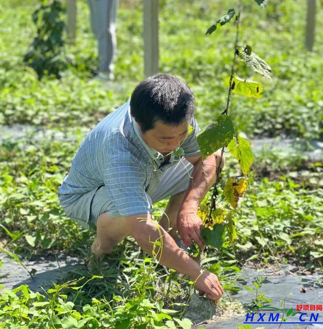 ​煌固镇：瓜蒌种植让村民走上致富路