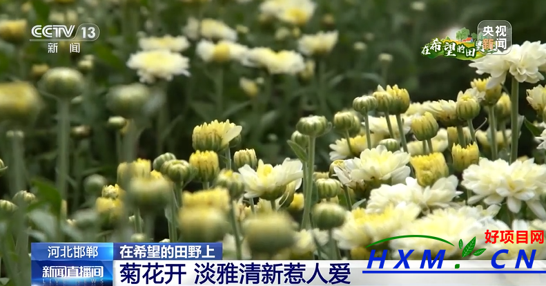 邱县3000亩菊花开出“致富花”！