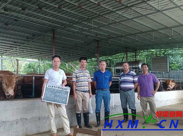 江口镇:养牛产业让农民收入致富增收