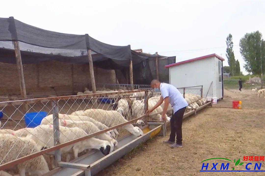 大力发展多胎湖羊养殖 带领群众“羊”起致富风帆