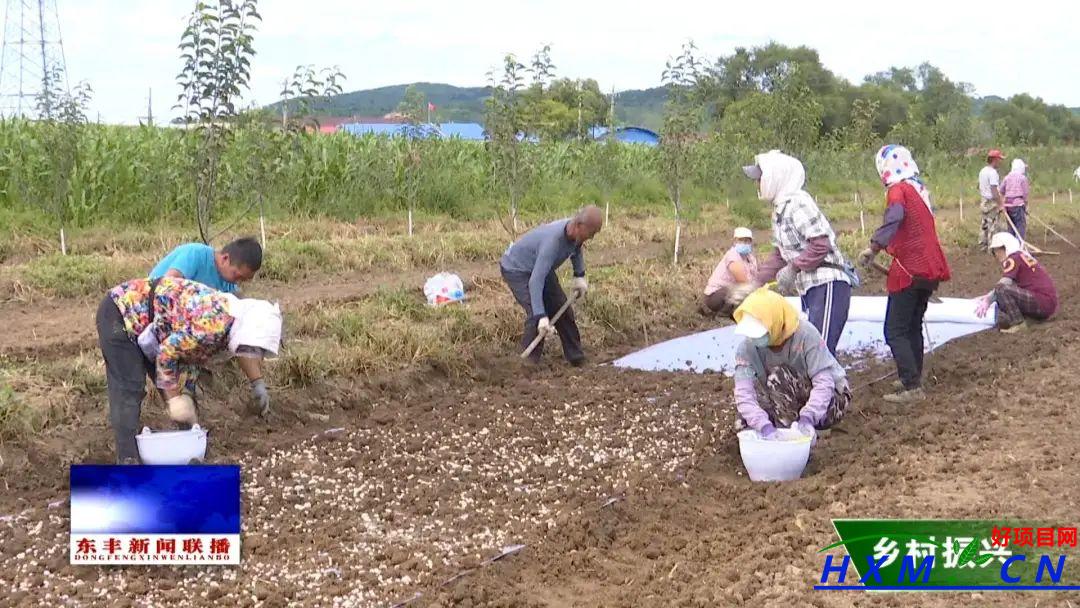 东丰县小四平镇：种植平贝母 开出“致富方”