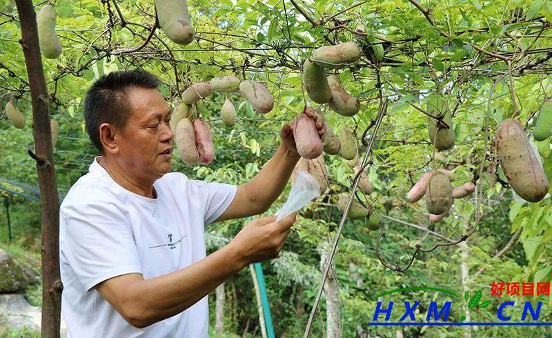 兴仁市波阳镇：试种八月瓜 探索致富新路径