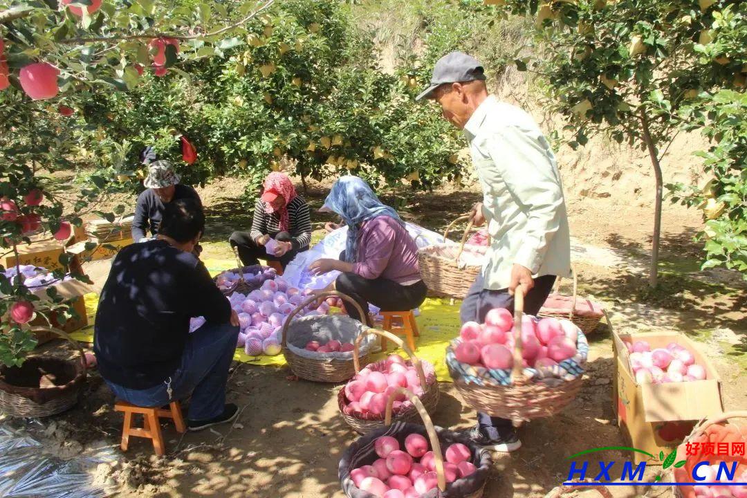 静宁县余湾乡红苹果托起致富大产业
