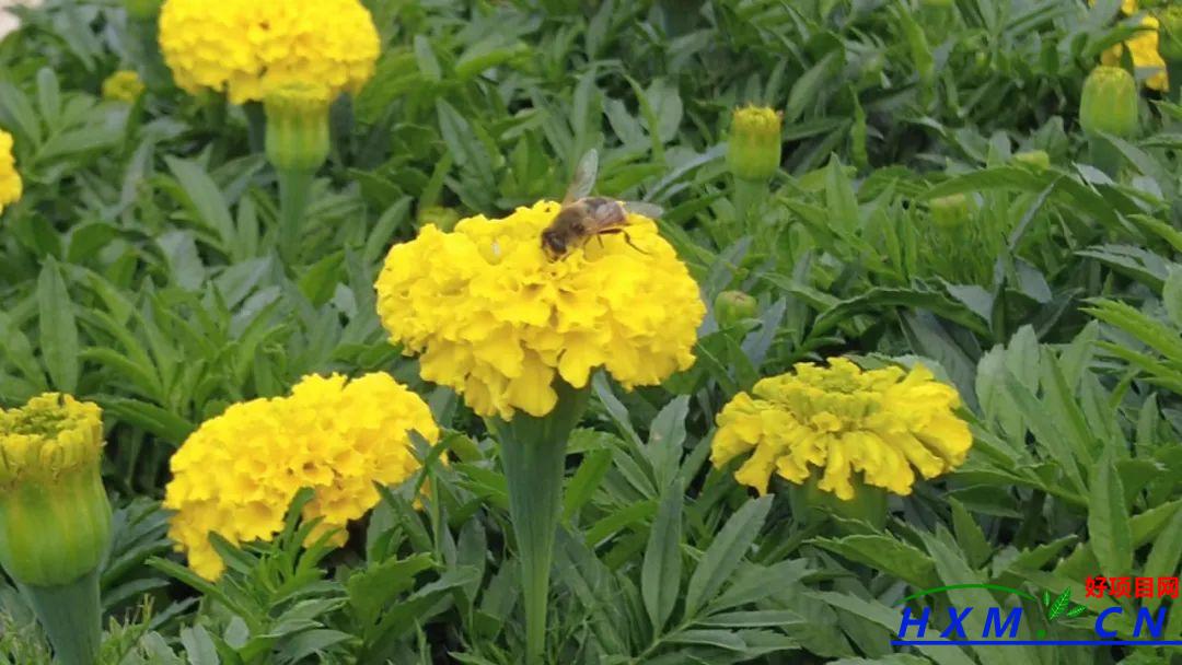 【乡村振兴】“鲜花经济”铺就多彩致富路