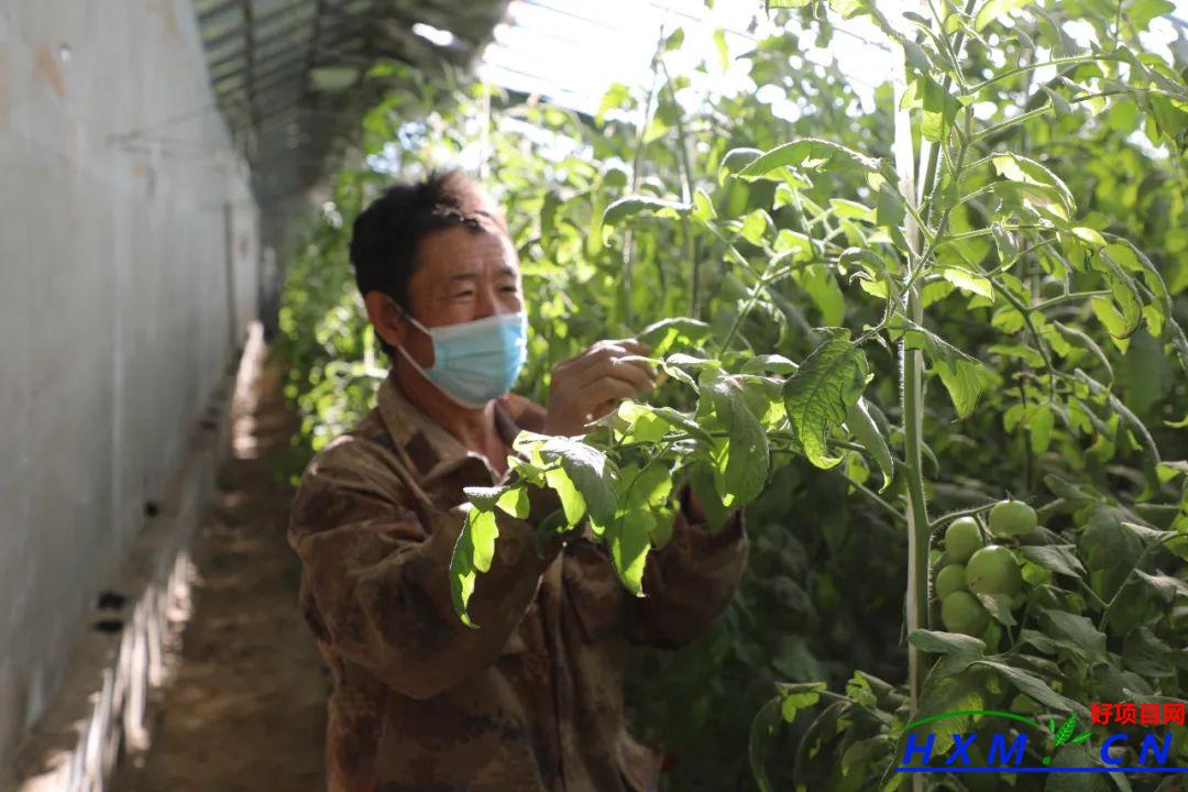 一牧场：大棚西红柿 增收“致富果”