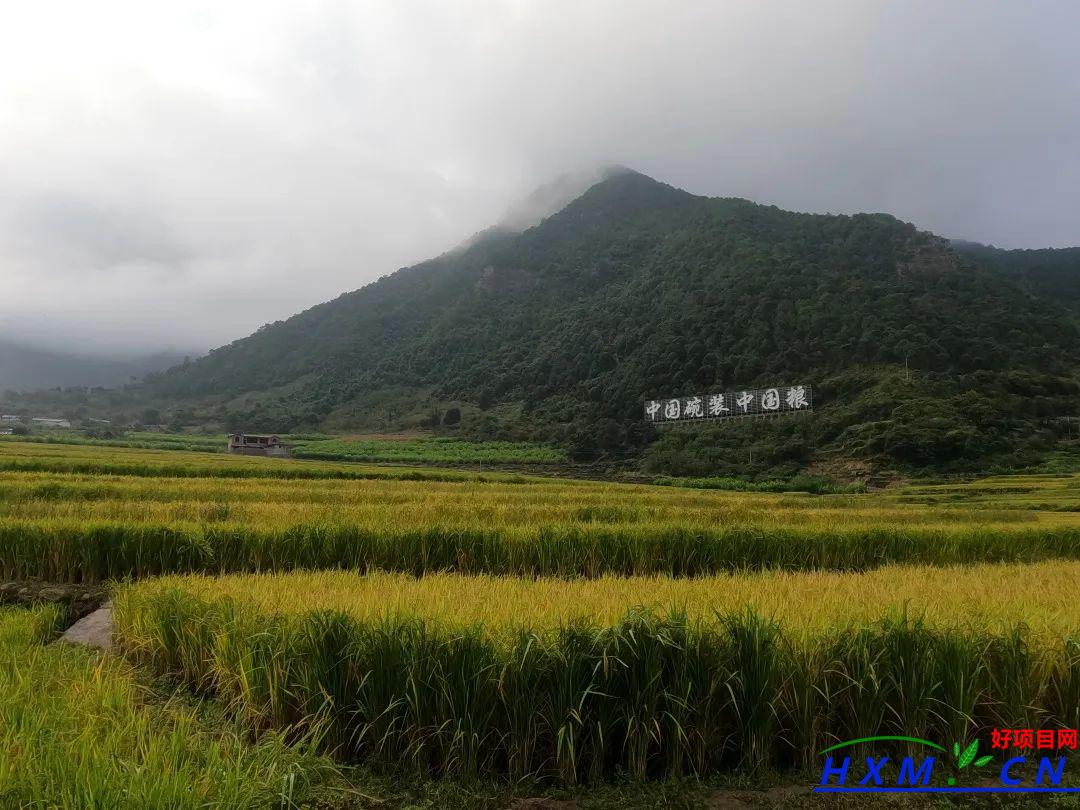 落实种稻致富模式，助力建设天府第二粮仓——安宁河流域种稻致富模式研讨会在德昌县举办