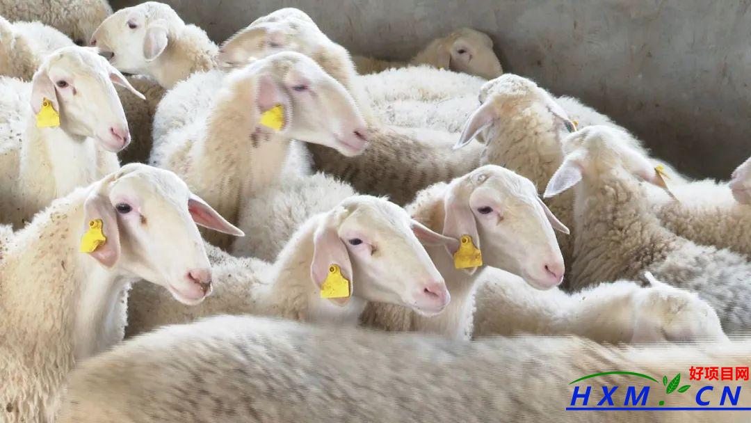 回农村养羊 让村集体经济“扬”起来