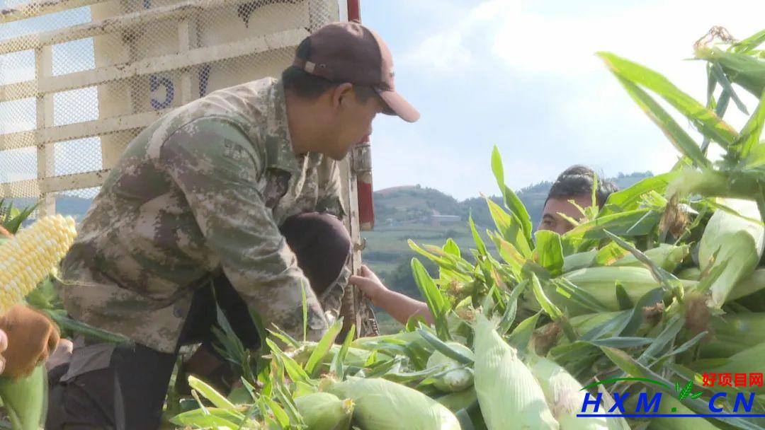 红塔区鲜食玉米示范种植助力农民增收