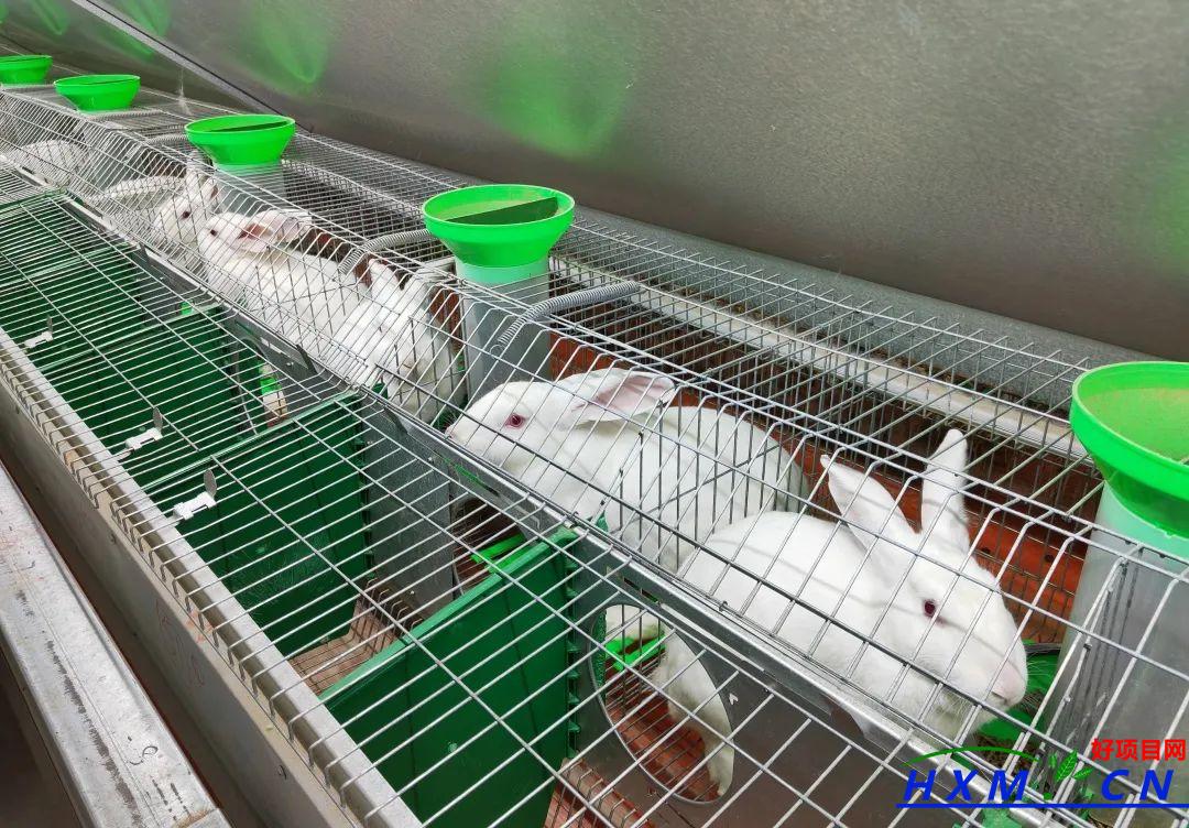 安化镇：乡村振兴开新局 肉兔养殖促致富