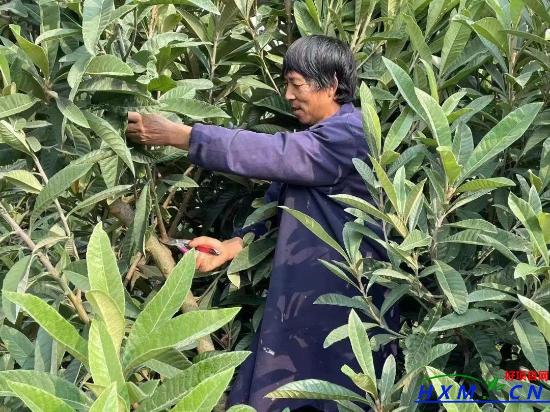 “枇杷大王”江高根：倾情种植枇杷走上致富路