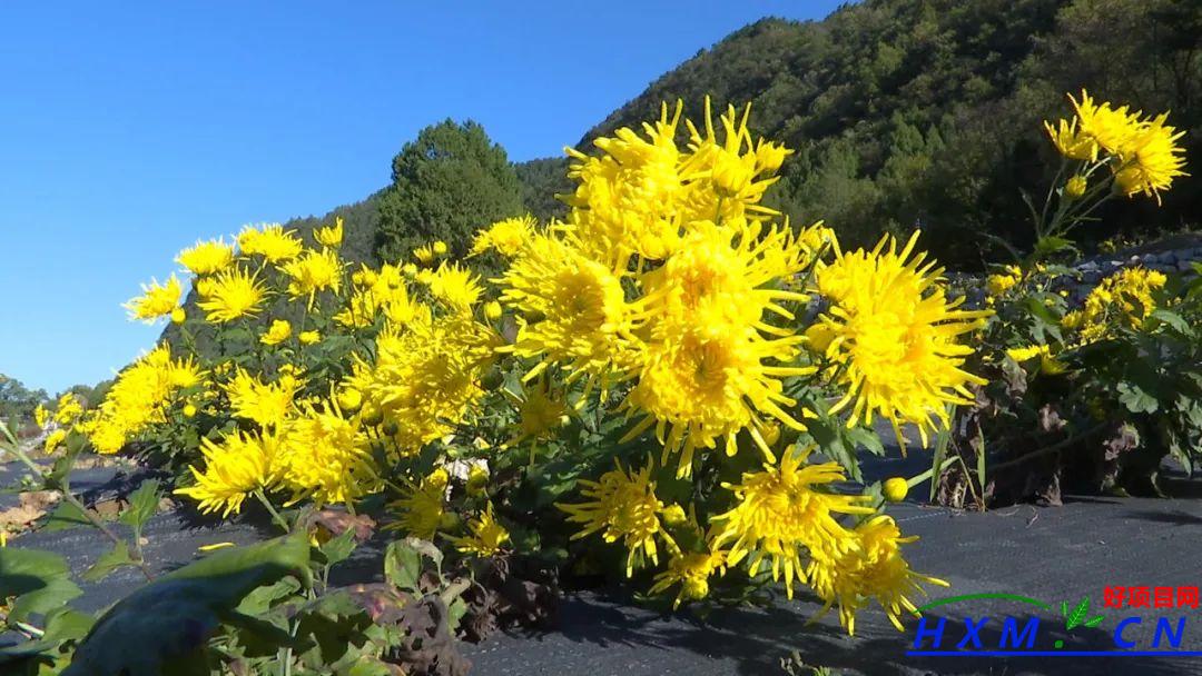 皇菊花开迎丰收 “金色”产业催开致富花