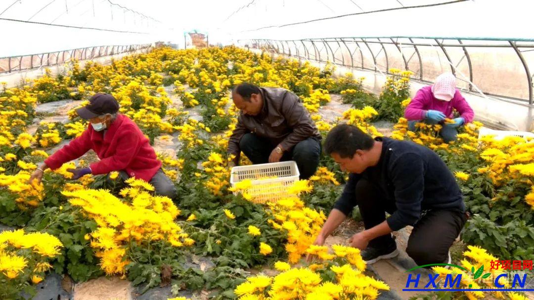 华池南梁：金丝皇菊朵朵争艳 花开致富好“丰”景