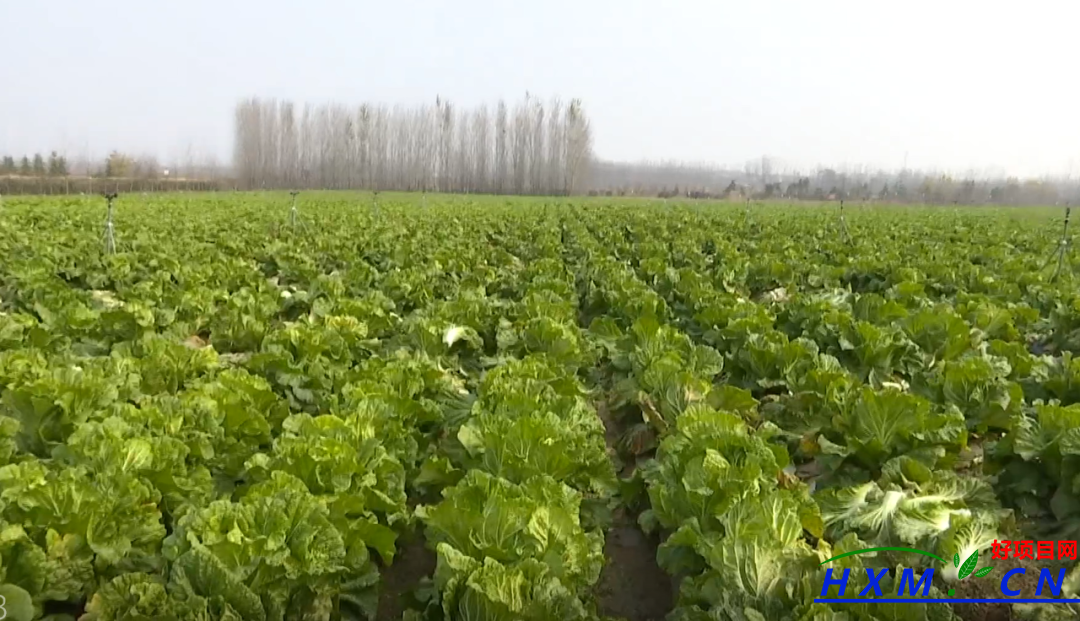 白菜丰收菜农忙 增收致富有保障