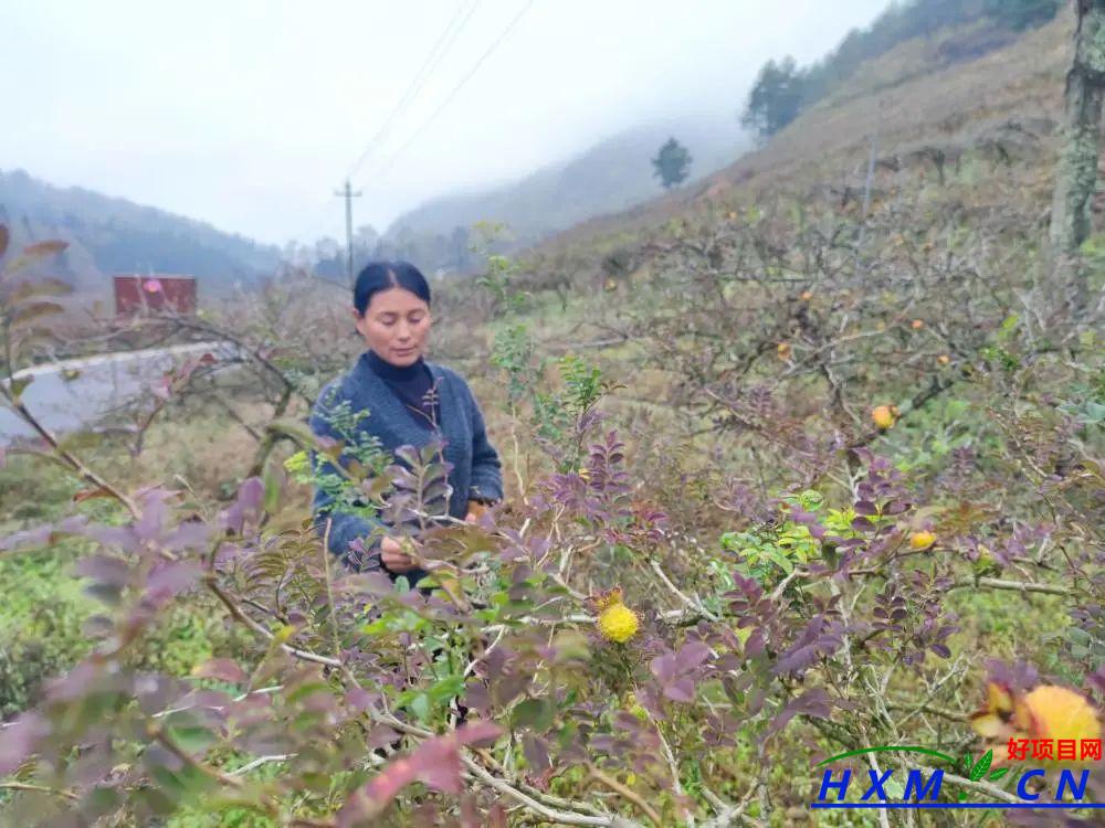 种植刺梨前景销路怎么样