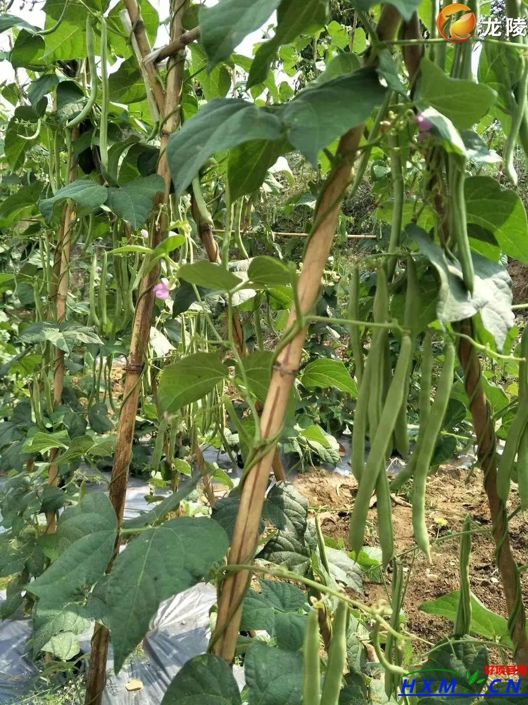 镇安镇邦别社区：种植小筋豆 开拓致富路