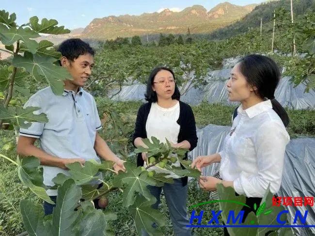 无花果变成“致富果”，带火乡村采摘游