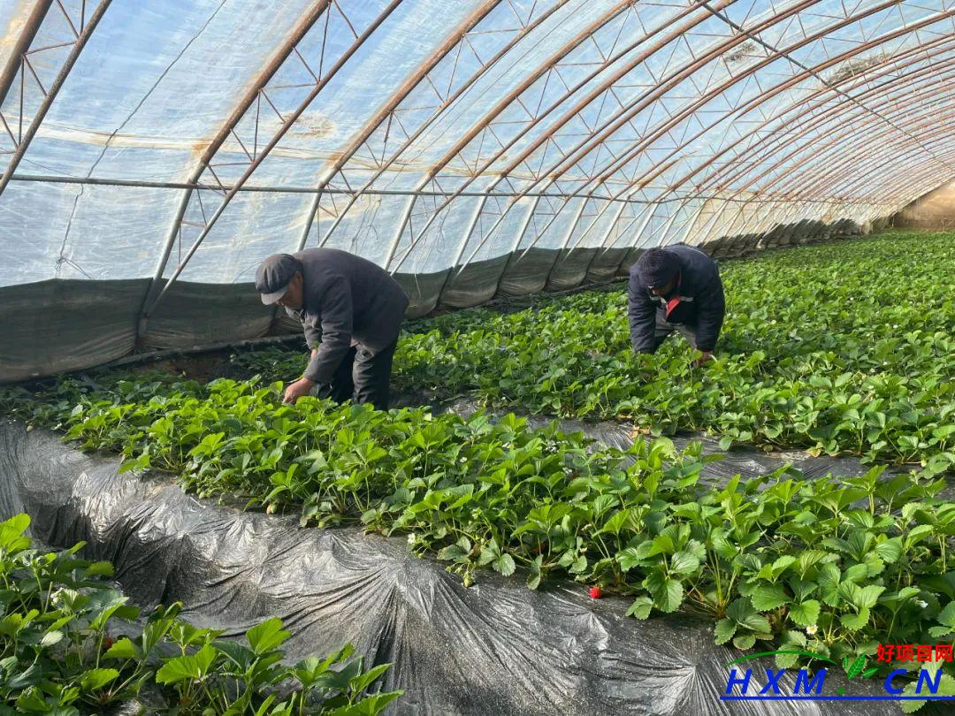 在农村种植小草莓怎么样，铺就“甜蜜”致富路