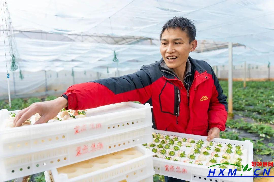 种植草莓带动村民增收致富