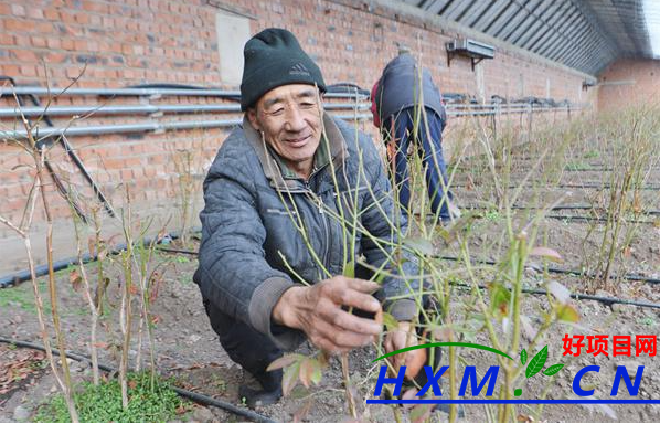 延吉市：暖棚种植蓝莓 撬动乡村经济