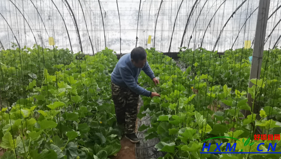 太谷区东山底村：“金苗苗”育出“致富花”