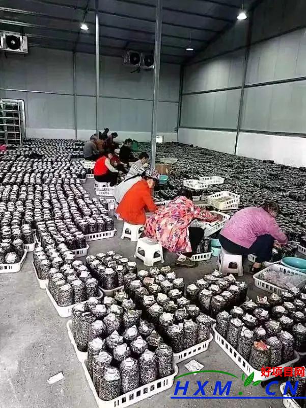 菌菇种植：撑开菌菇“致富伞”
