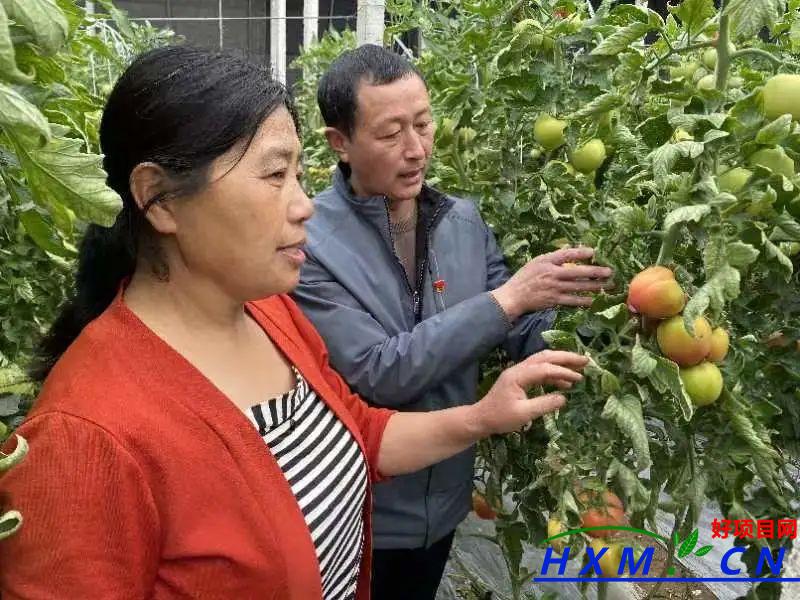 平店乡：种好大棚菜 走上致富路