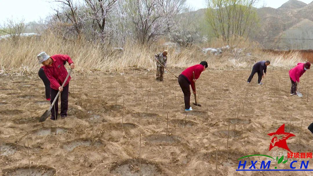 香椿种植产业开辟富民新路径