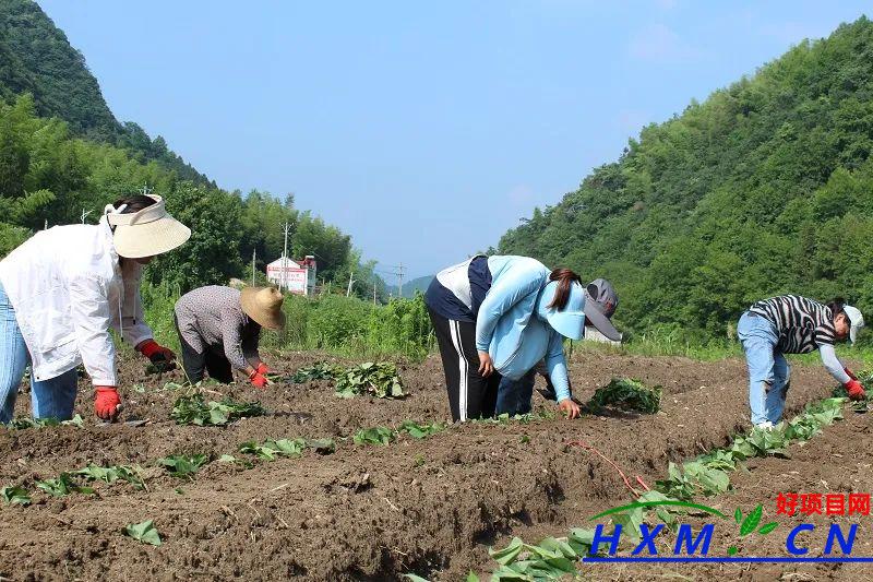 甜蜜小香薯“铺”出致富路